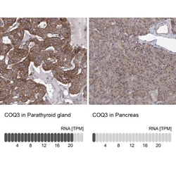 COQ3 Antibody, Novus Biologicals:Antibodies:Primary Antibodies